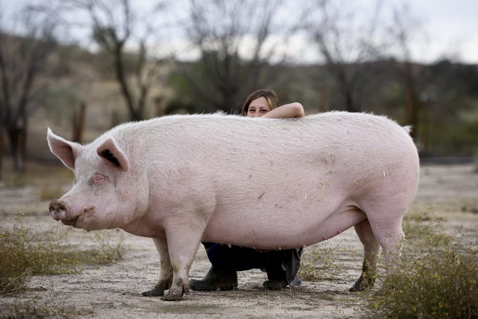 Pietrain Pig