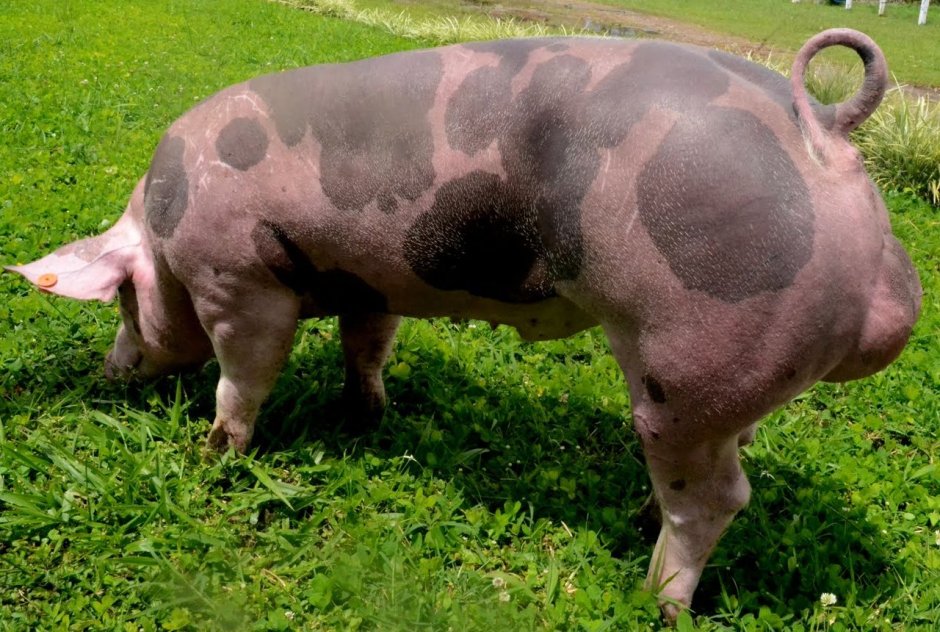 Отличие sau Schwein