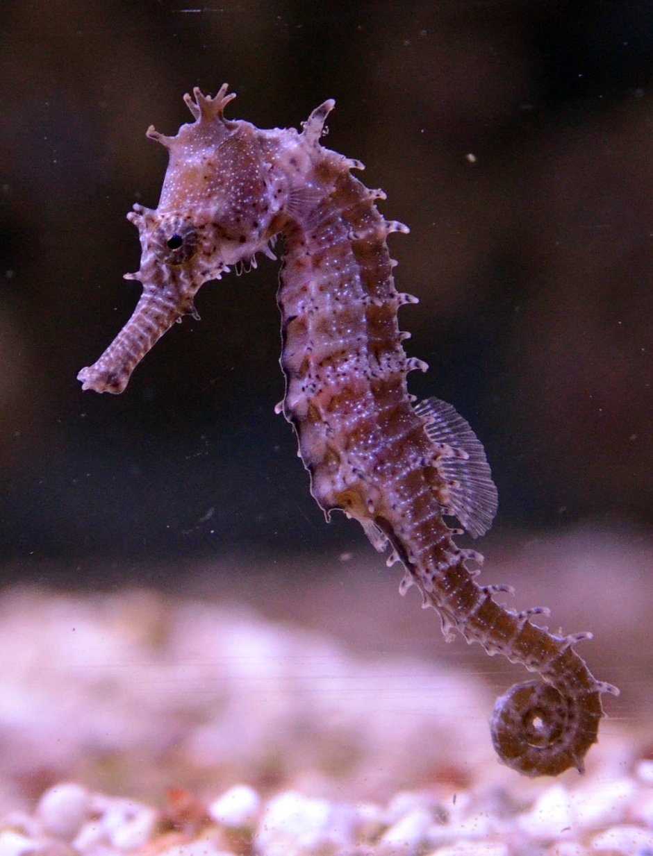 Phyllopteryx taeniolatus