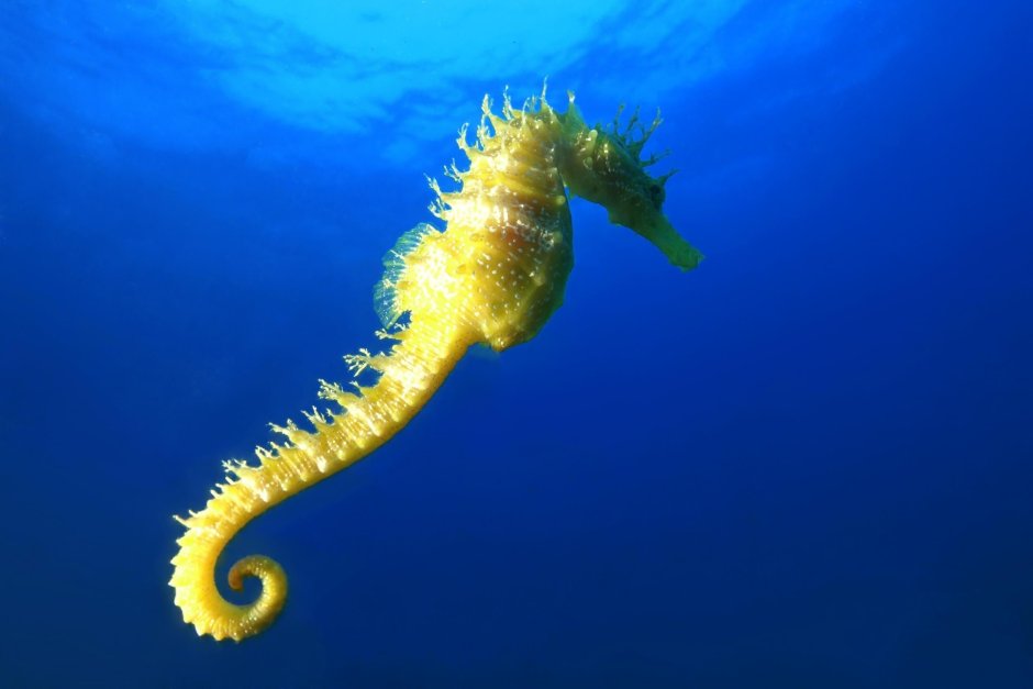 Морские животные морской конек
