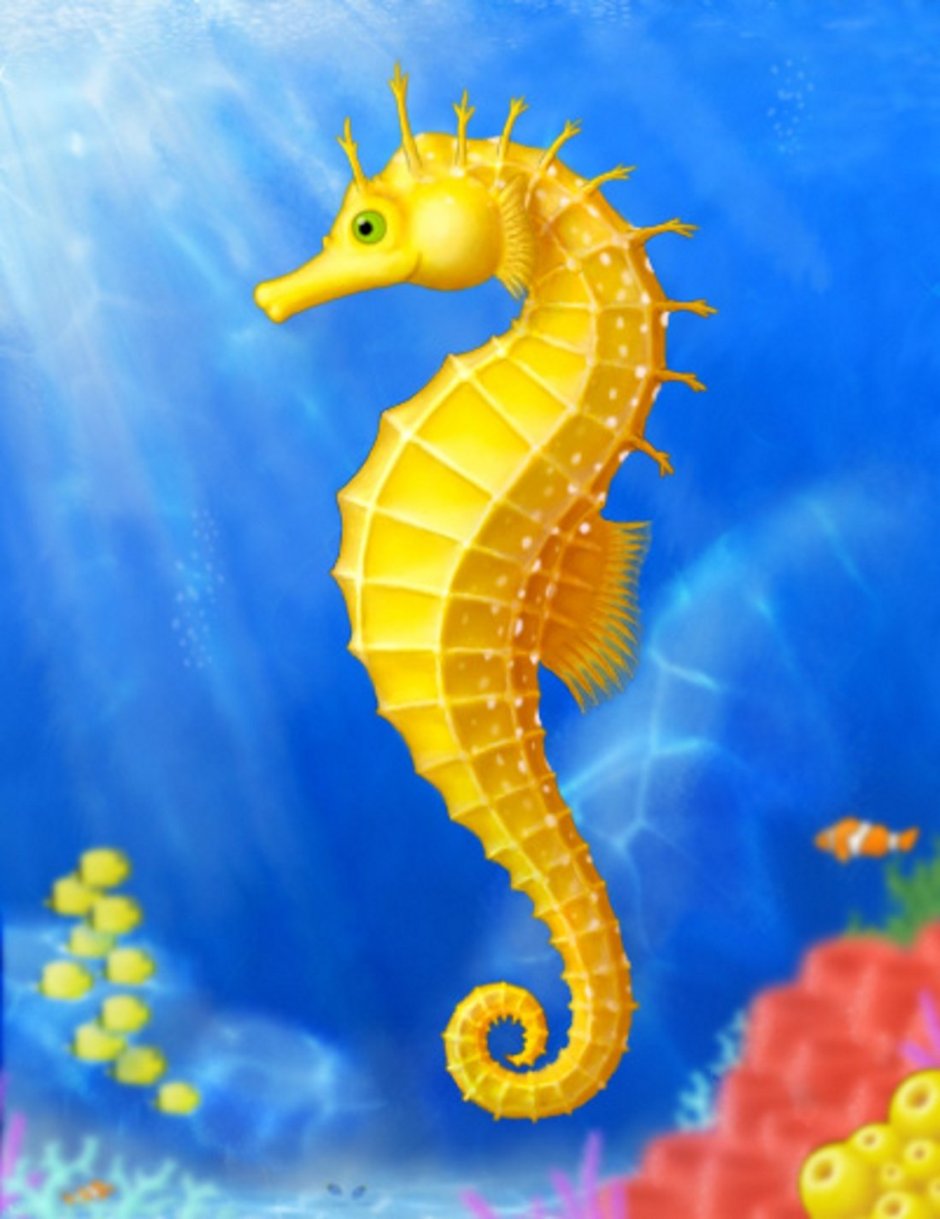 Морские коньки Геленджик