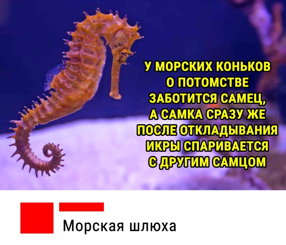 Необычные факты о морских коньках