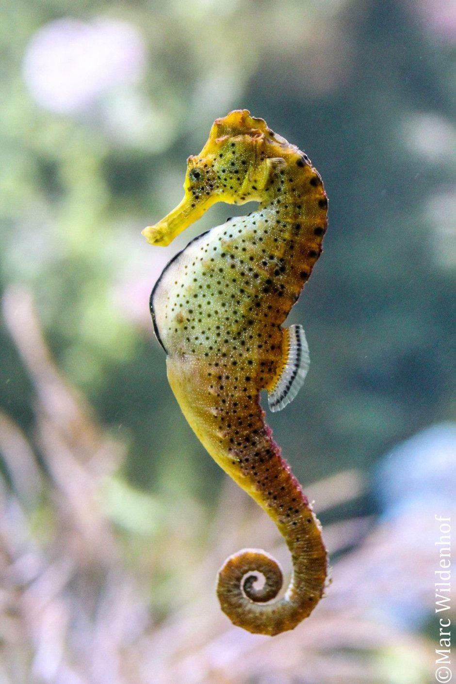 Seahorses морские коньки