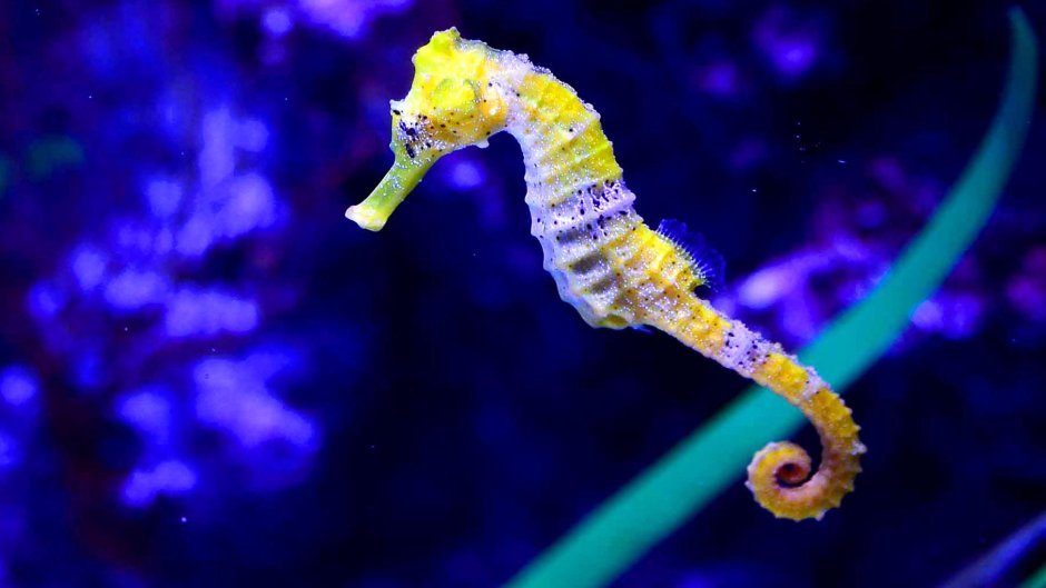 Морской конёк (Hippocampus guttulatus)