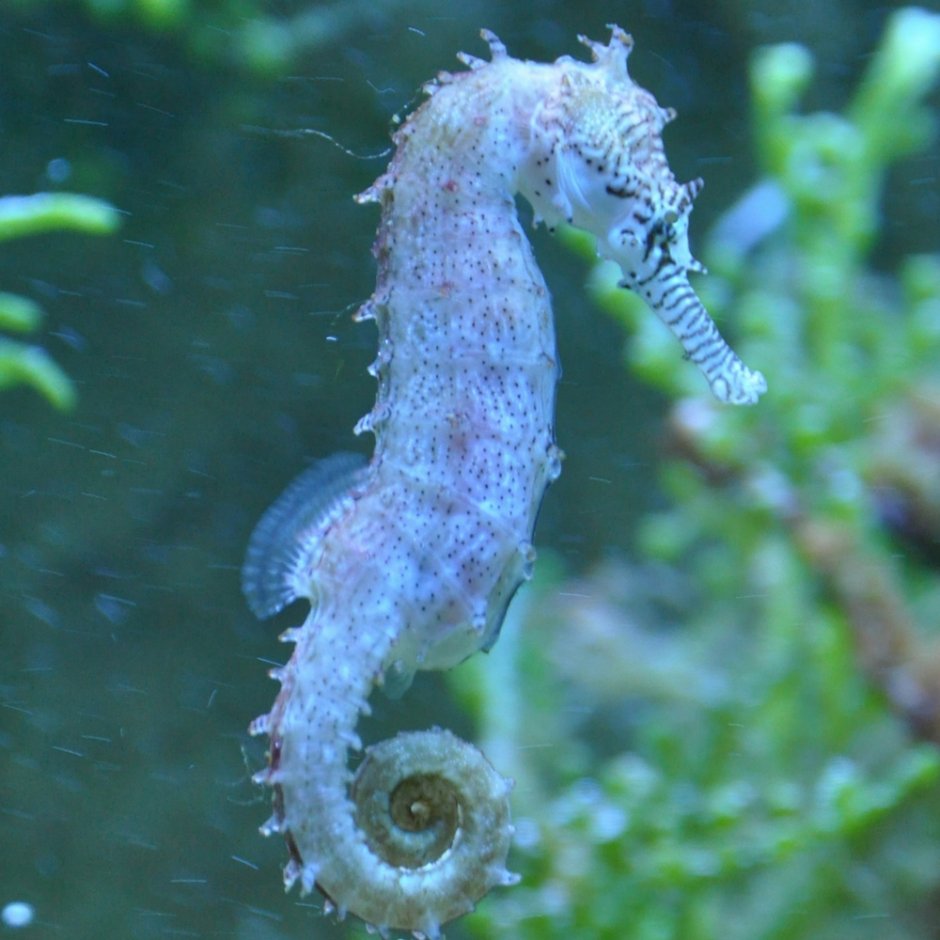 Морской конёк (Hippocampus guttulatus)