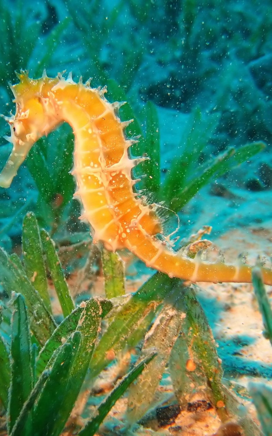 Hippocampus ramulosus