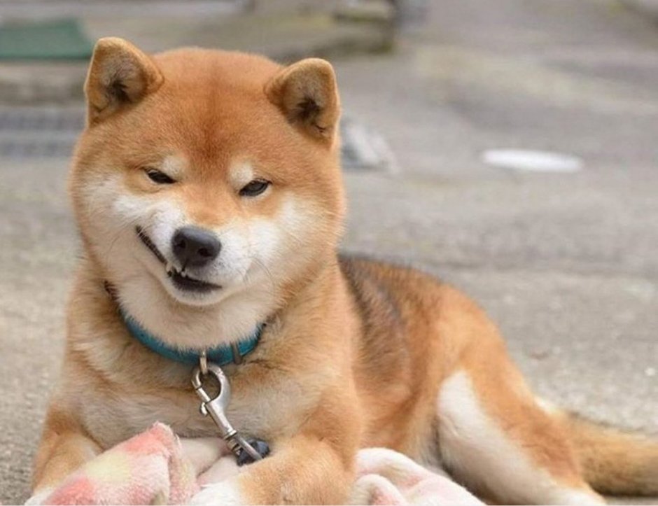 Сиба ину
