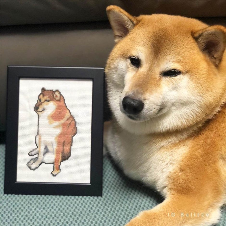Акита ину Doge