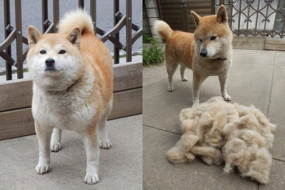 Сиба ину шерсть