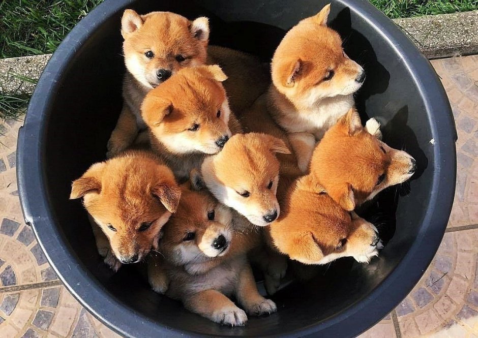 Сиба ину и корги