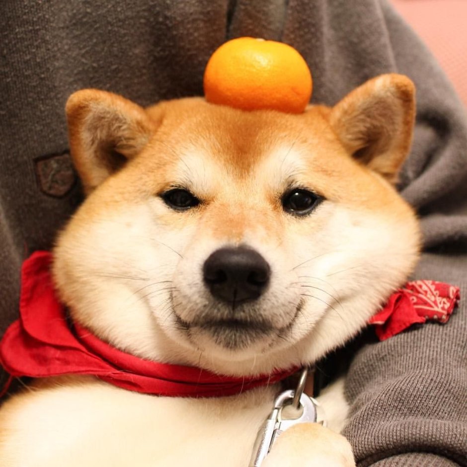Сиба ину