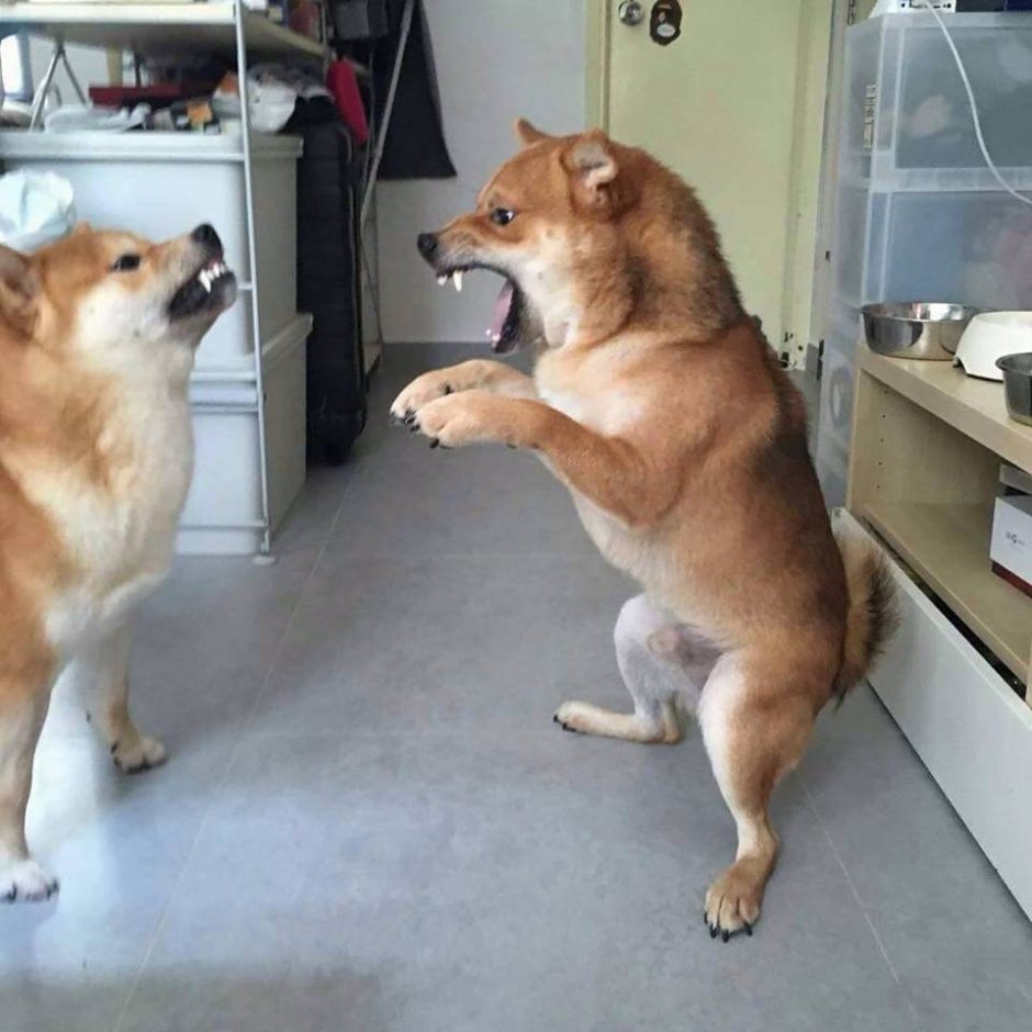Bork Bork meme