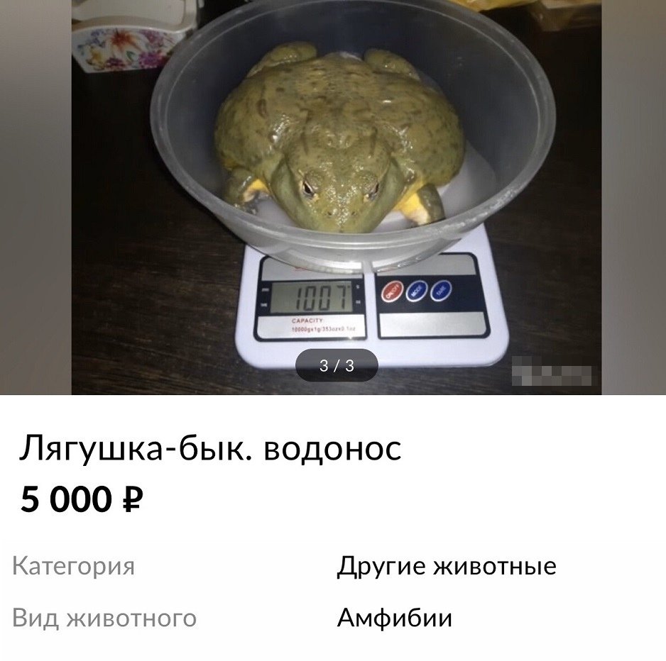 Шапка жаба
