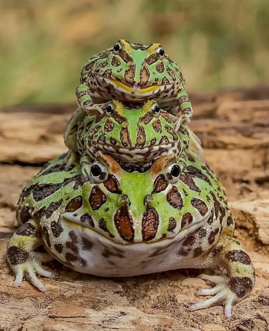 Лягушка водонос (роющая лягушка)