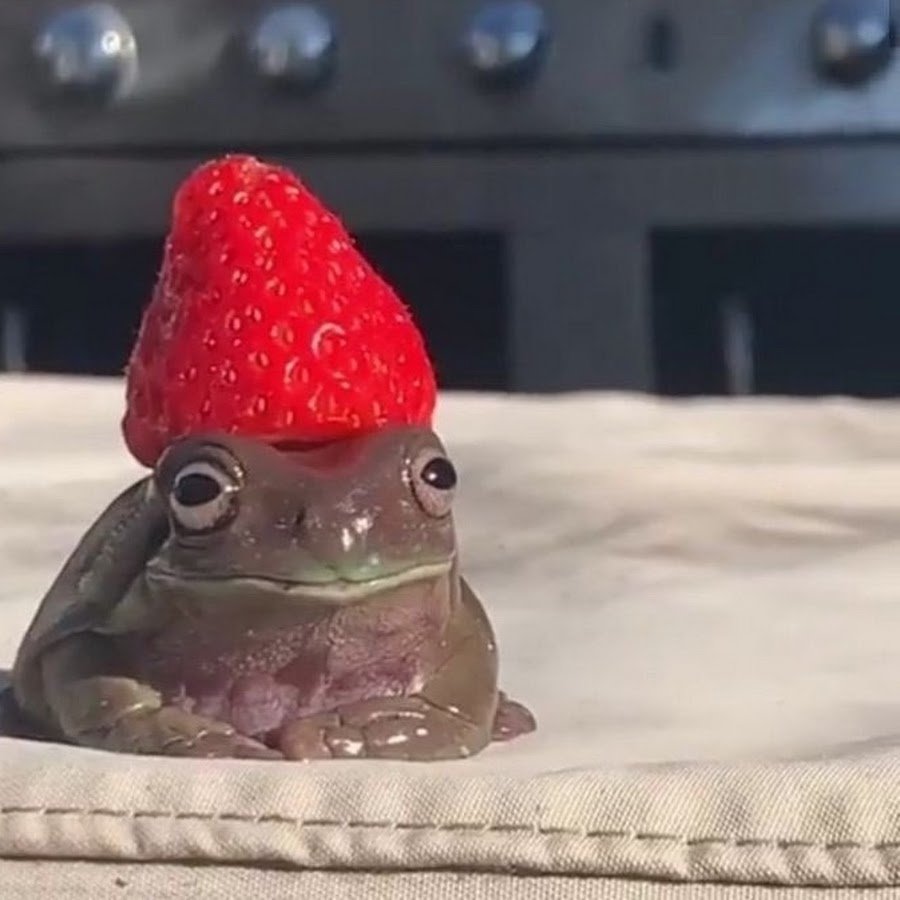 Африканский водонос лягушка