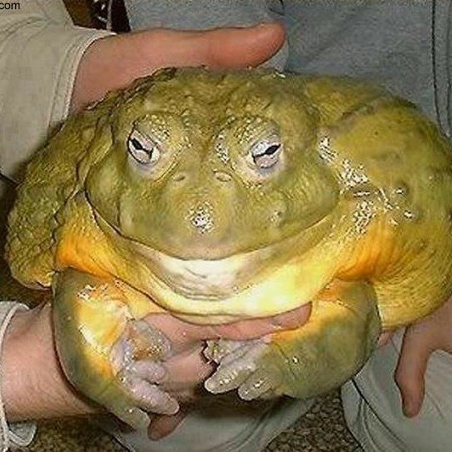 Водоносик лягушка