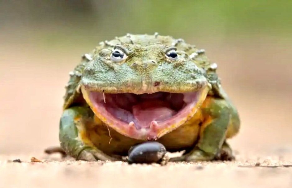 Лягушка бык водонос