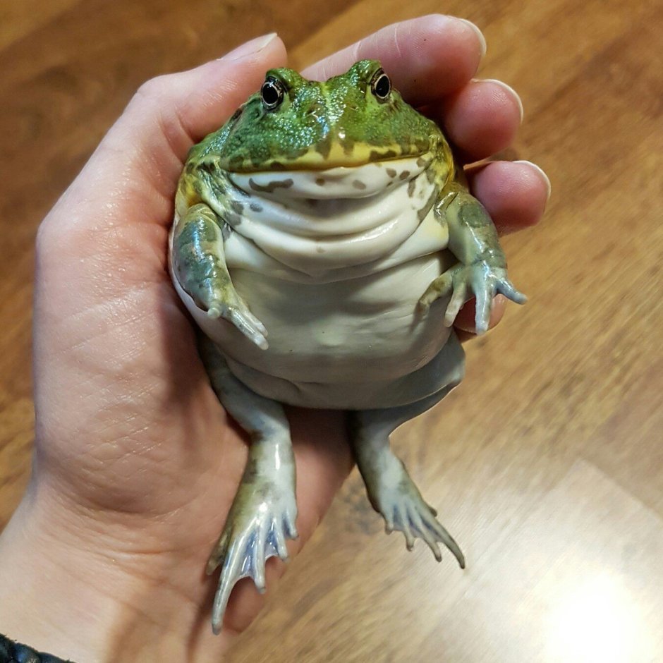 Лягушка водонос