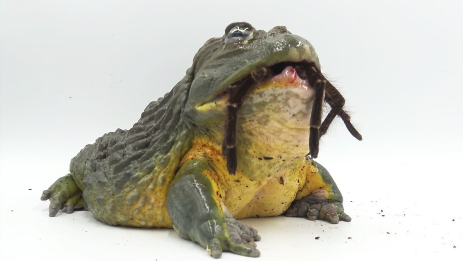 Лягушка бык водонос