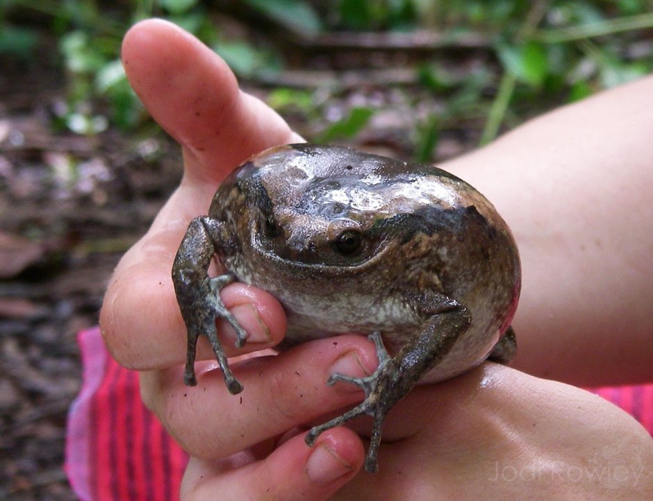 Лягушка водонос маленькая