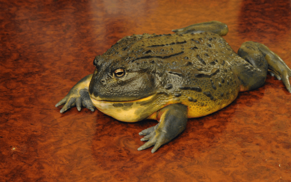 Желторотая квакша