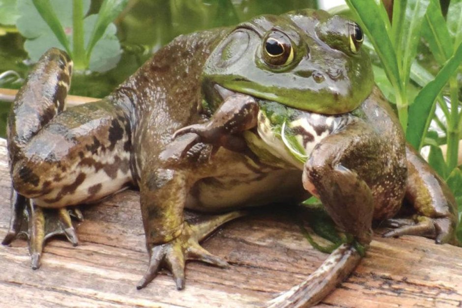 Водонос гигантский