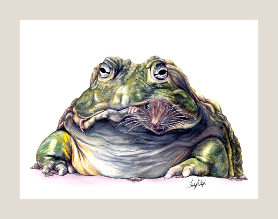 Лягушка водонос Австралия