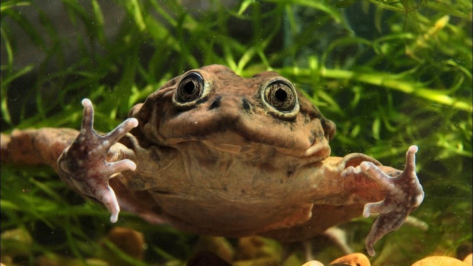 Лягушка водонос роет канавку