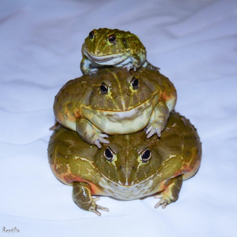 Большая жаба водонос