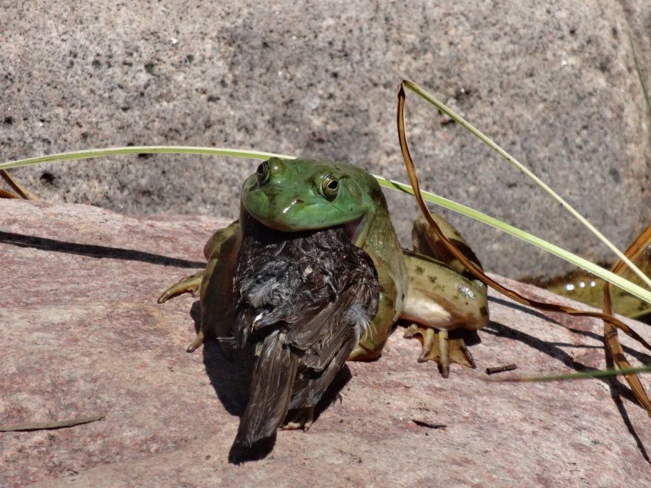 Jimmy the giant Frog