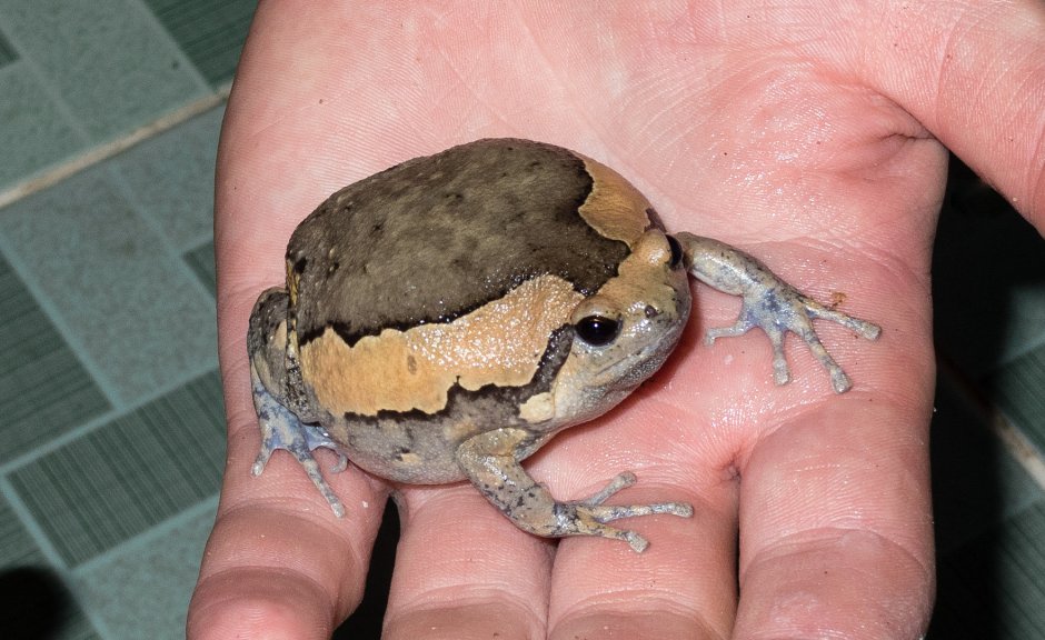 Жаба Буфо Альвариус