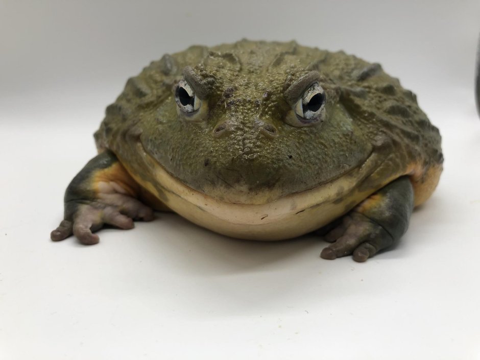 Лягушка водонос (роющая лягушка)