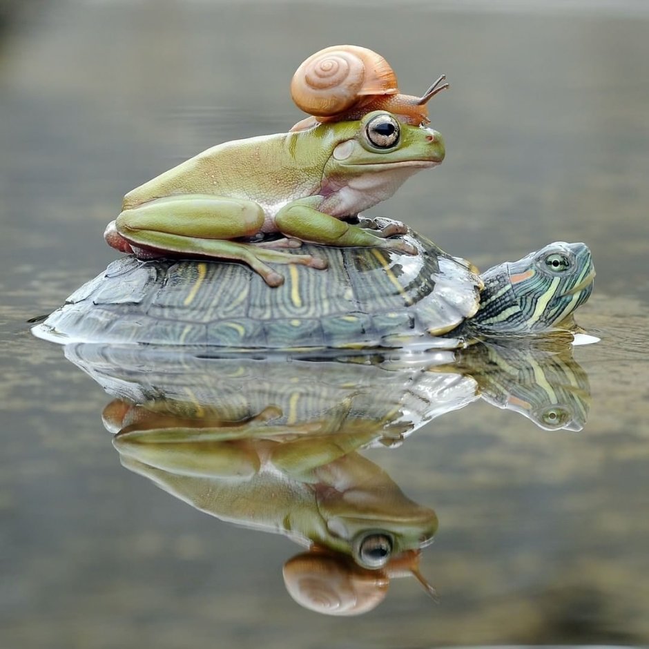 Лягушка бык водонос