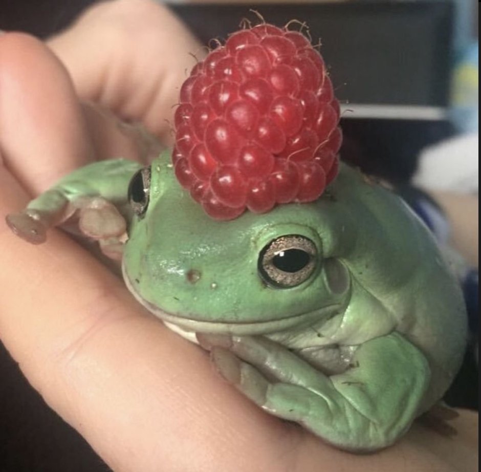 Лягушка водонос