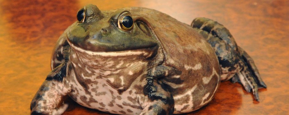 Африканская лягушка бык