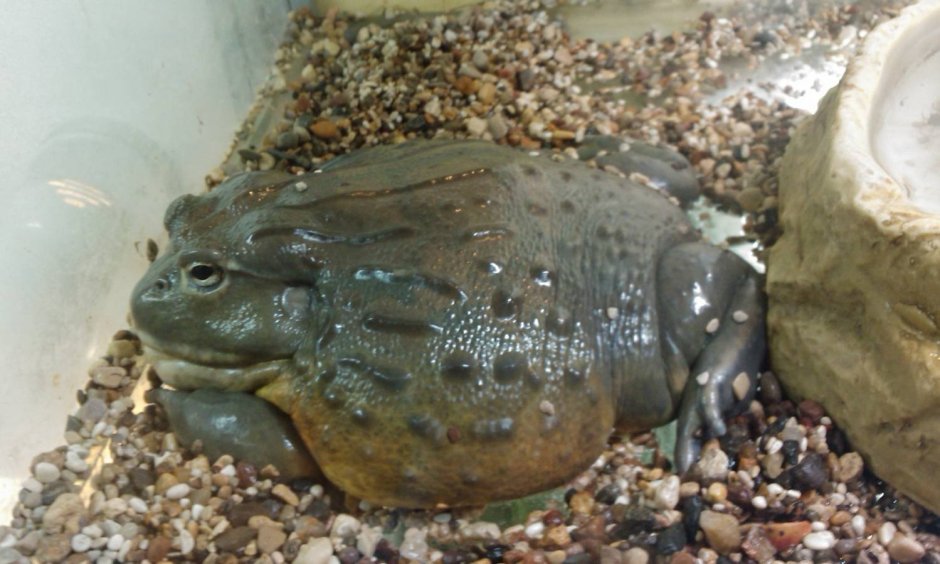 Лягушка водонос большая