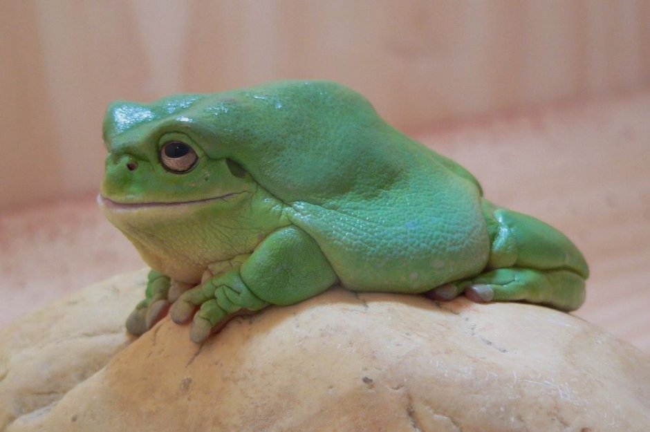 Лягушка кричит