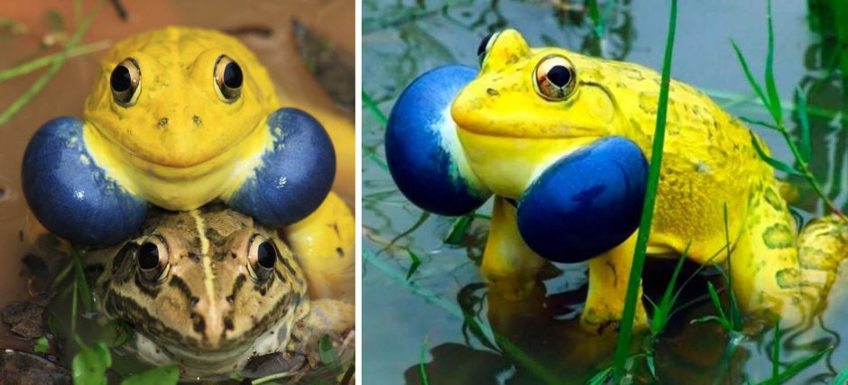 Объявление о продаже Жабы