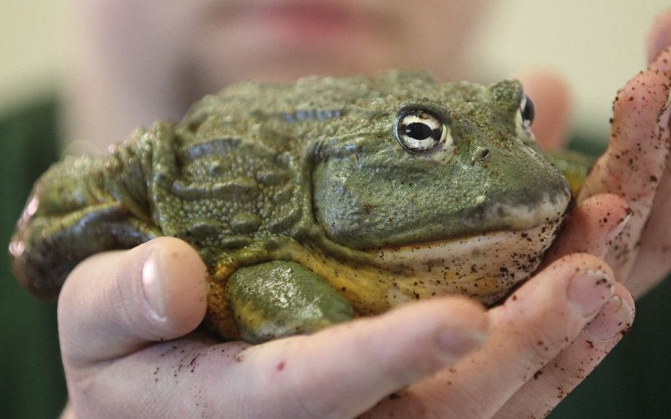 Лягушка бык водонос