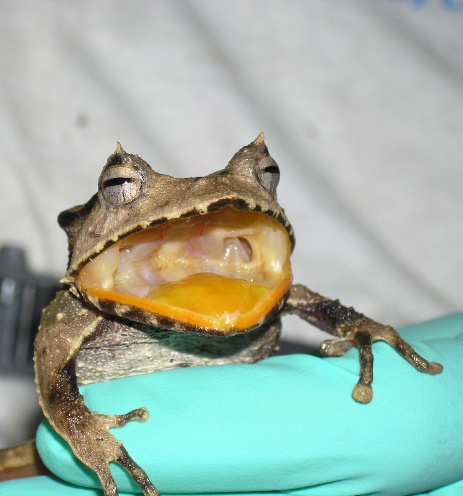 Водонос лягушка гигант