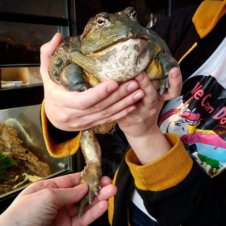 Палеобатрах лягушка