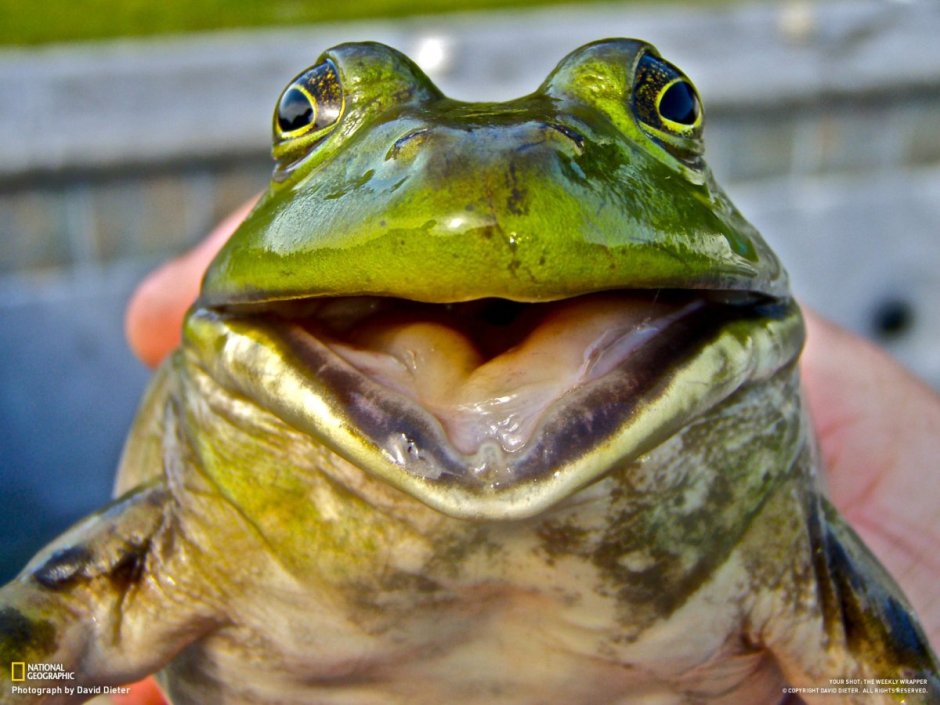 Лягушка водонос (роющая лягушка)