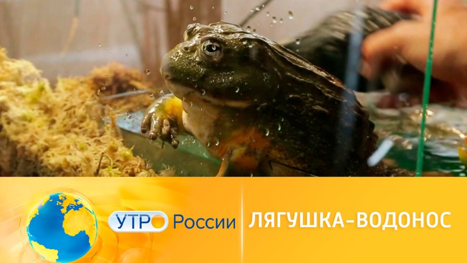 Жаба водонос