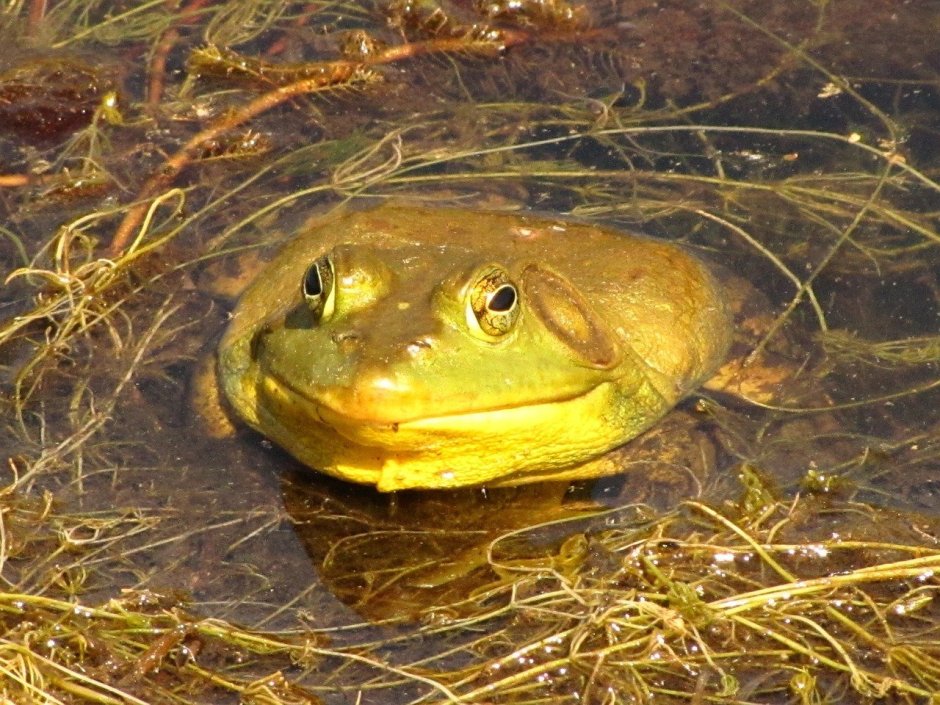 Африканский водонос лягушка