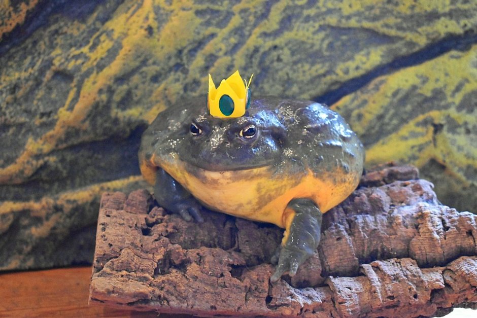 Африканская жаба водонос