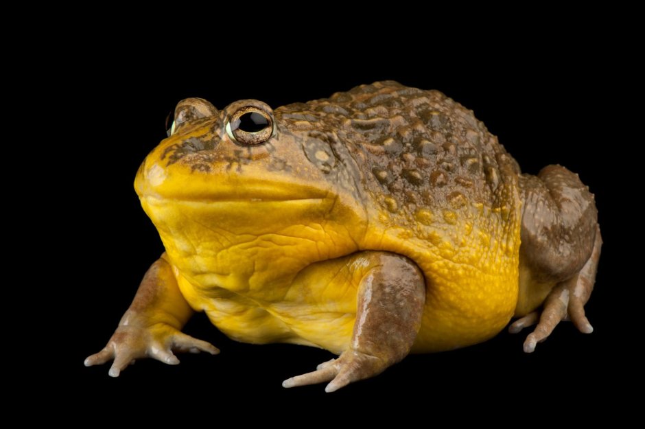 Лягушка водонос гигантский