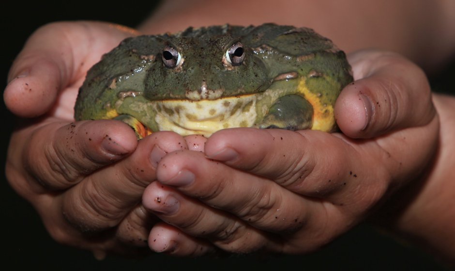 Жаба водонос зубы