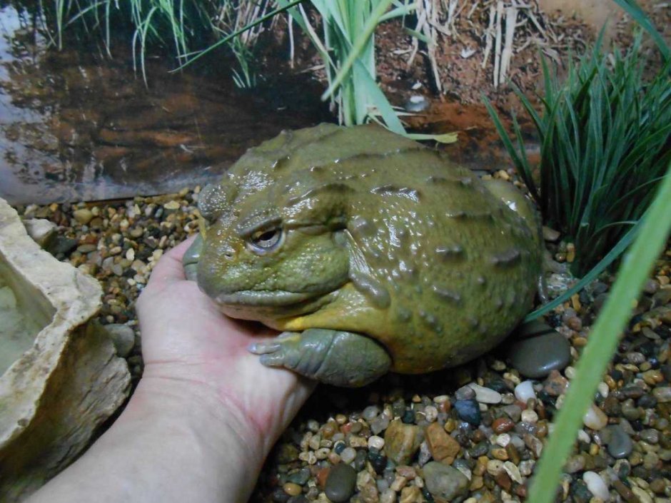 Африканская лягушка Голиаф