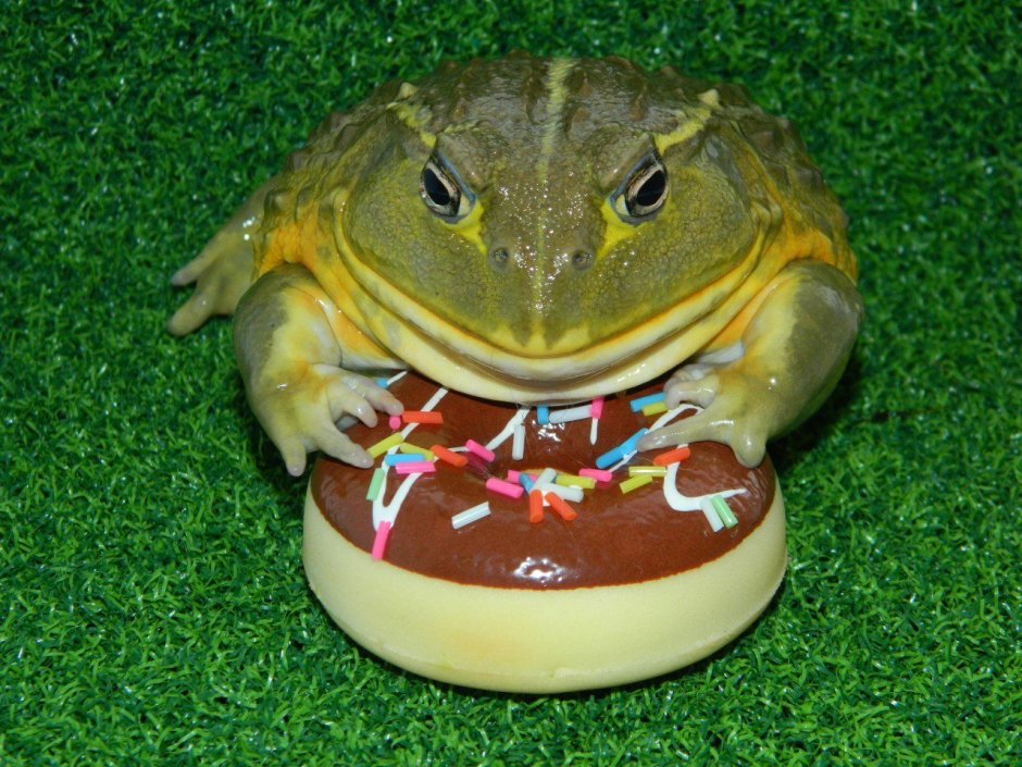 Жаба надулась