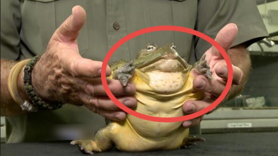 Лягушка Голиаф